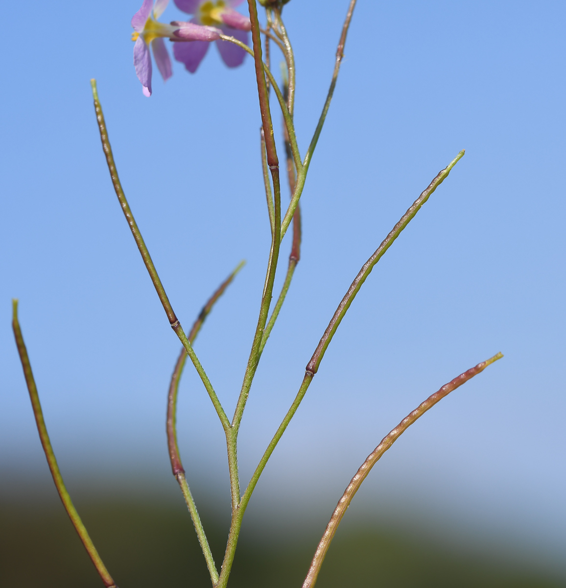 Image of Malcolmia pulchella specimen.