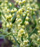 Artemisia dracunculus