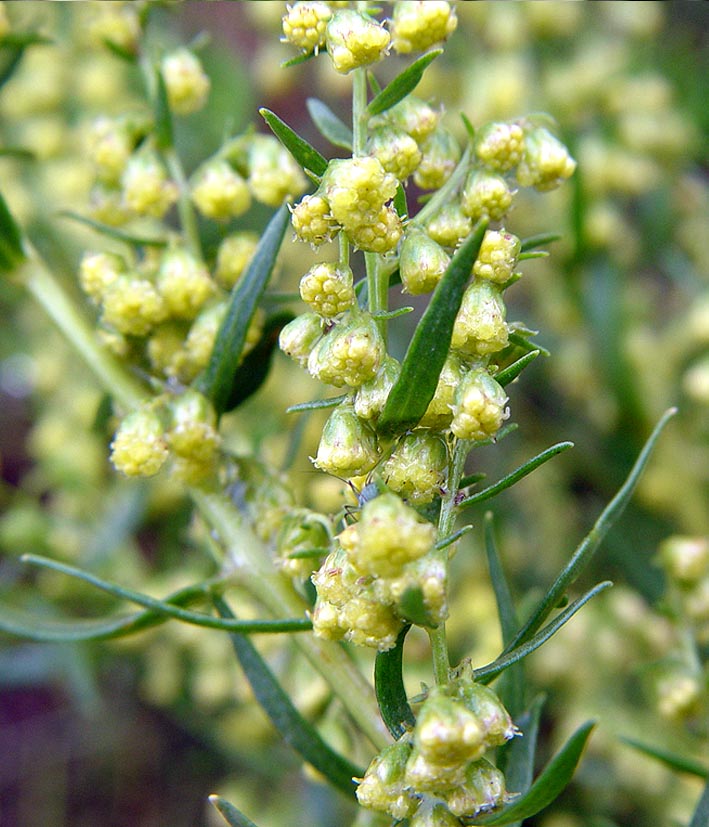 Изображение особи Artemisia dracunculus.