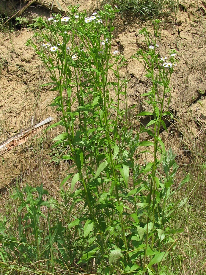 Image of Erigeron strigosus specimen.