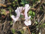 Corydalis solida