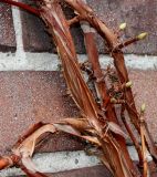 Hydrangea petiolaris. Средняя часть ветвей растения и развивающиеся почки. Германия, г. Кемпен, в частном саду. 08.03.2013.