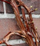 Hydrangea petiolaris