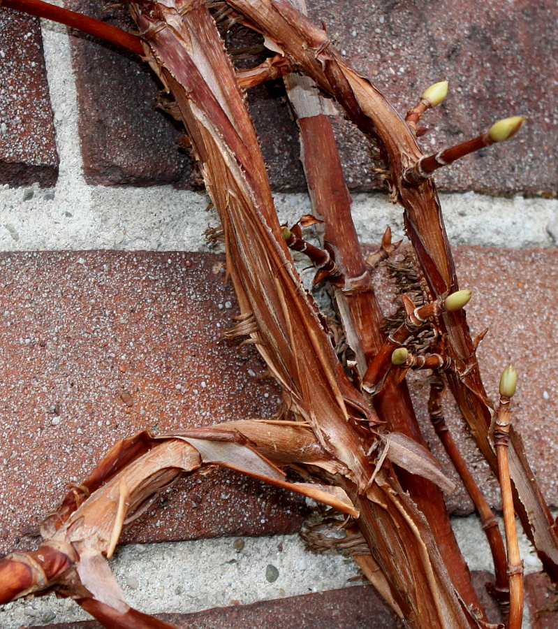 Image of Hydrangea petiolaris specimen.