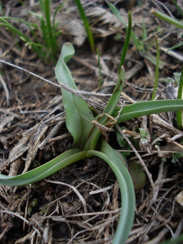 Изображение особи Colchicum arenarium.