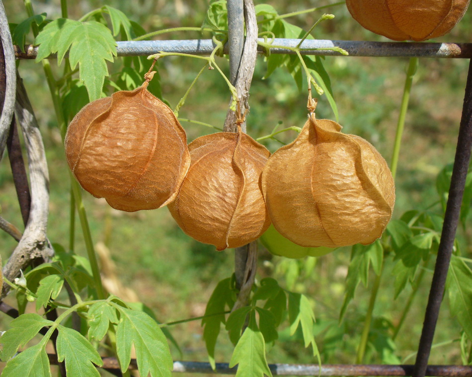 Изображение особи Cardiospermum halicacabum.