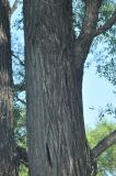 Chosenia arbutifolia