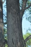 Chosenia arbutifolia. Часть ствола. Приморье, окр. пос. Терней. 14.08.2012.