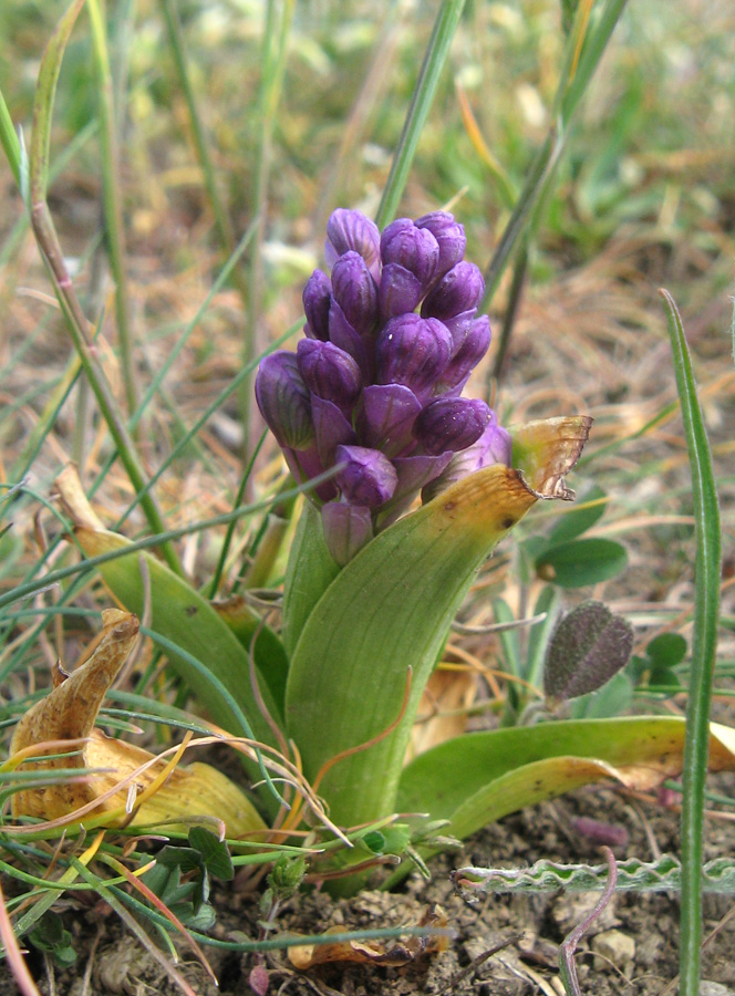 Image of Anacamptis morio ssp. caucasica specimen.