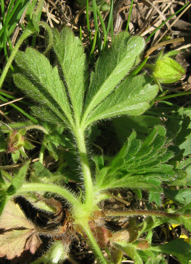 Image of Potentilla depressa specimen.