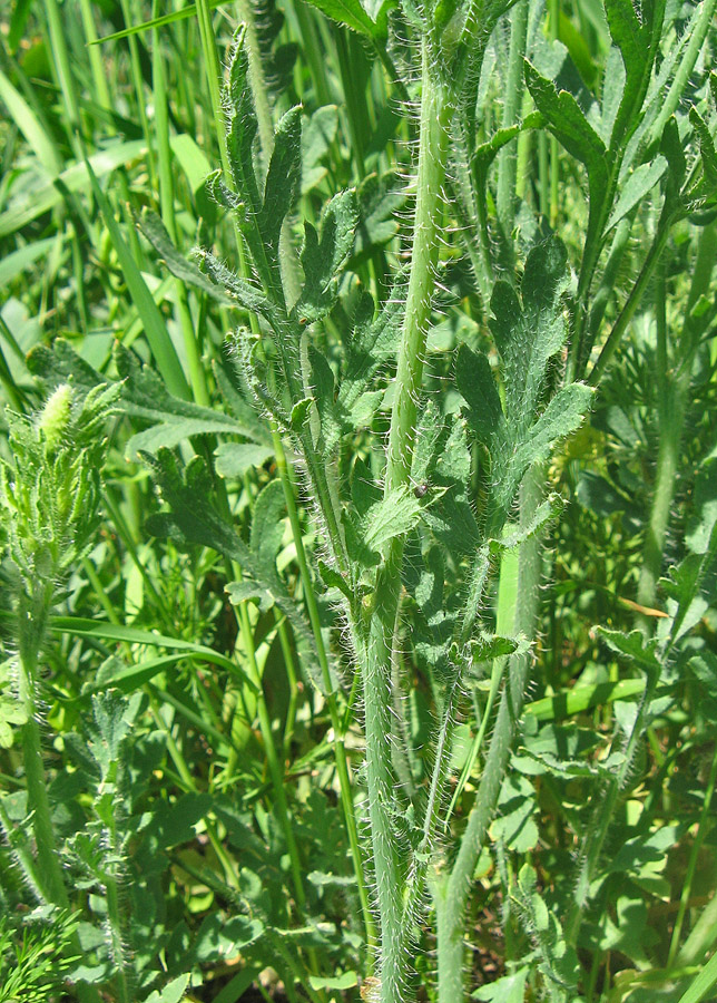 Image of Papaver stevenianum specimen.