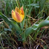 Tulipa suaveolens