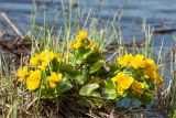 Caltha palustris