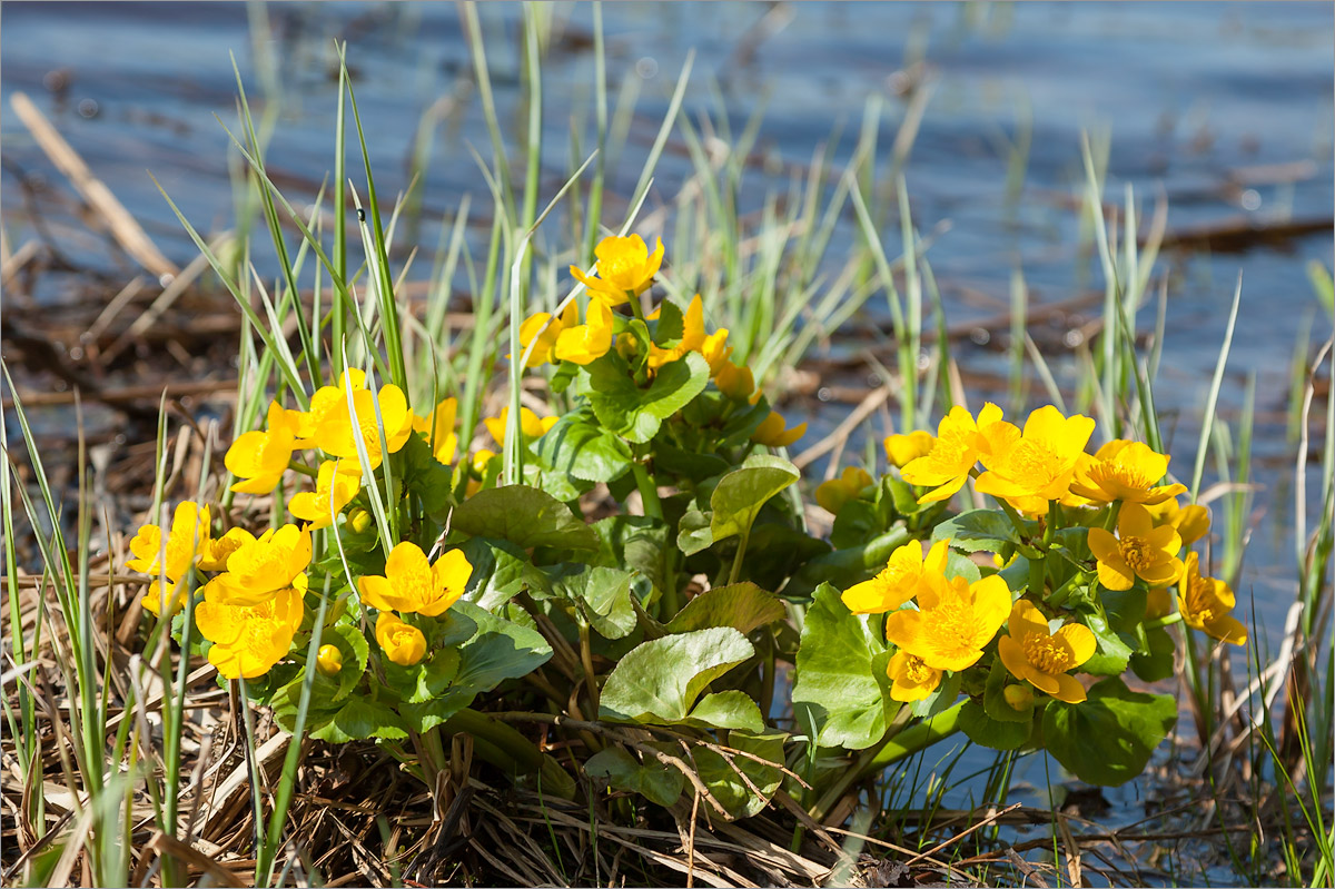 Изображение особи Caltha palustris.