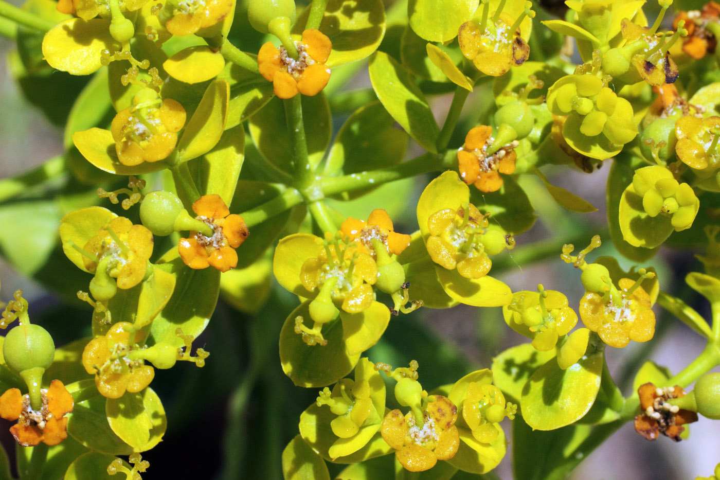 Изображение особи Euphorbia lamprocarpa.