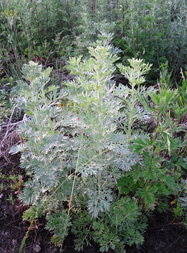 Изображение особи Artemisia absinthium.