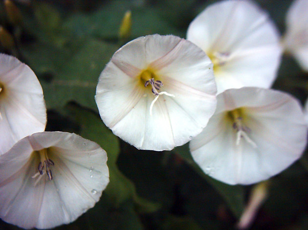 Изображение особи Convolvulus arvensis.