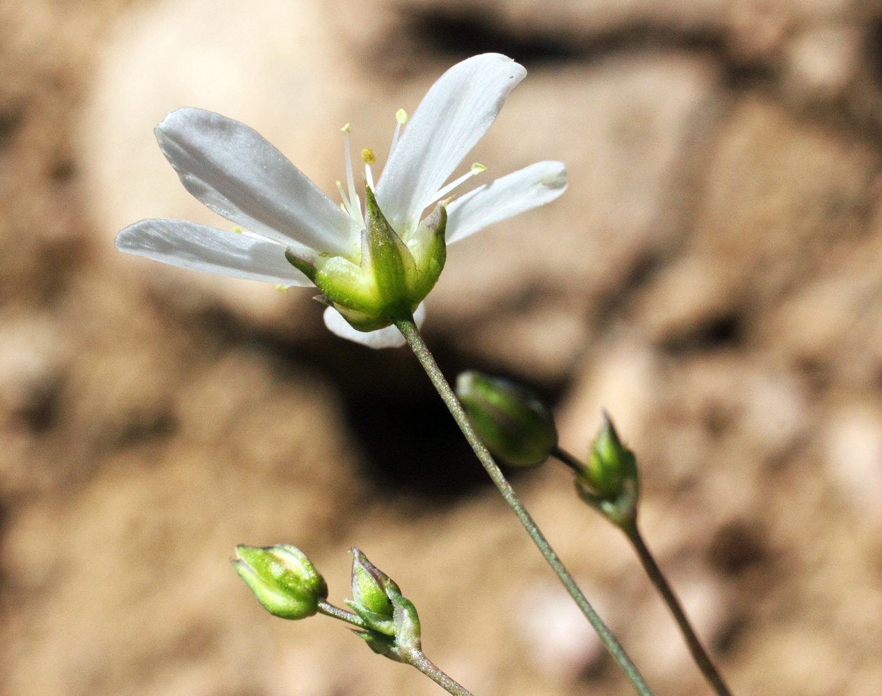 Image of Eremogone griffithii specimen.