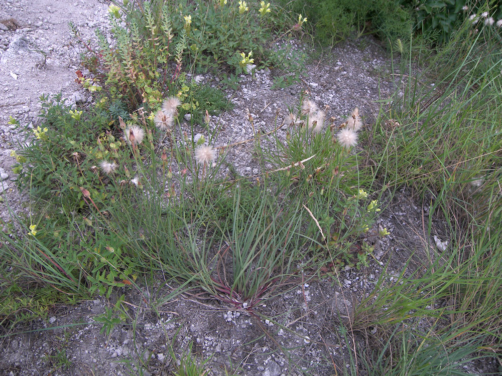 Image of Scorzonera biebersteinii specimen.