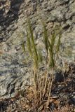 Taeniatherum crinitum