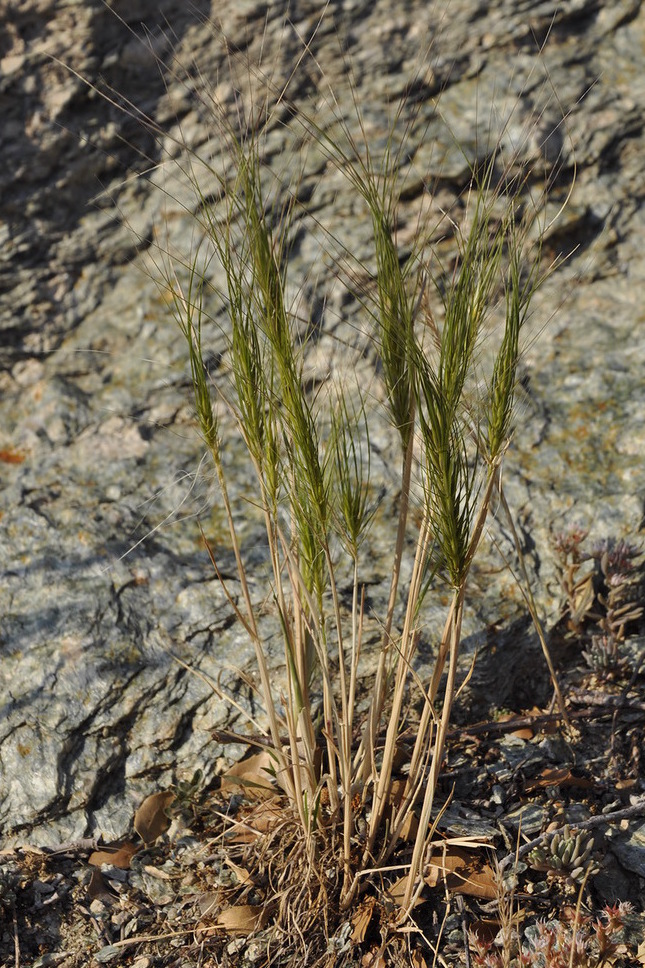 Изображение особи Taeniatherum crinitum.