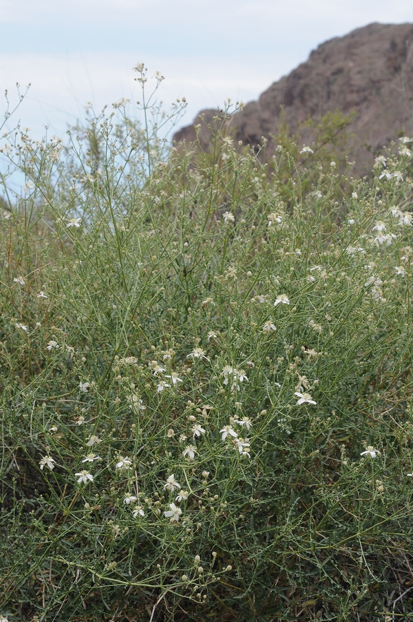 Изображение особи Clematis songorica.