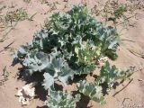 Eryngium maritimum