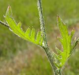 Klasea erucifolia. Стебель и листья. Крым, Керченский п-ов, Караларская степь. Июнь 2013 г.