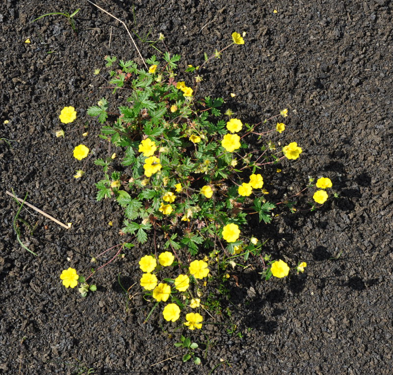 Image of Potentilla vulcanicola specimen.