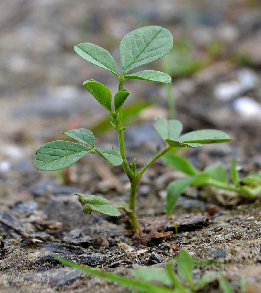 Изображение особи Glycyrrhiza echinata.