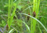 Carex paupercula. Часть соцветия. Костромская обл., Кологривский район, заповедник \"Кологривский лес\", хвощово-осоковое болото на верхней террасе притока р. Сеха. 15 июля 2013 г.