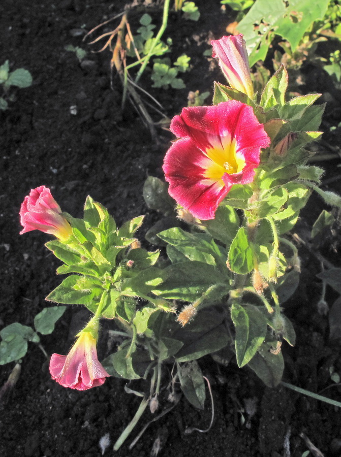 Image of Convolvulus tricolor specimen.