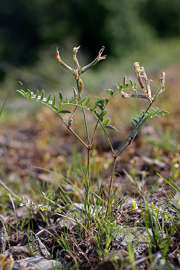 Изображение особи Astragalus macrotropis.