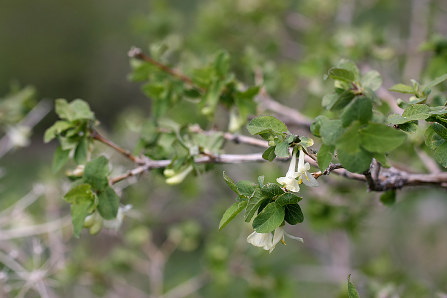 Изображение особи Lonicera tianschanica.