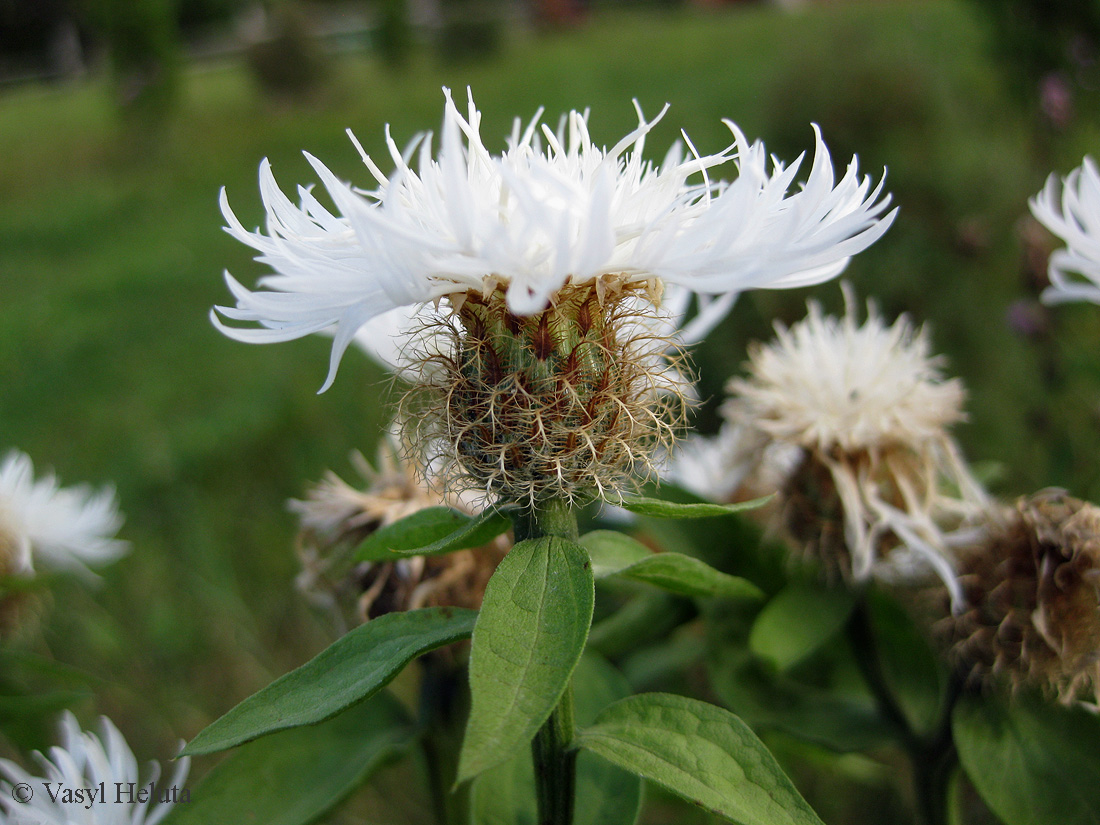 Изображение особи Centaurea carpatica.