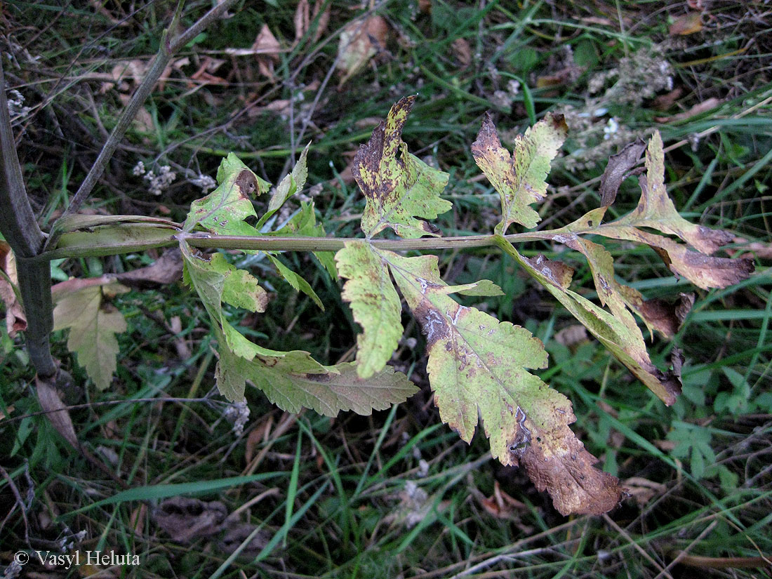 Изображение особи Pastinaca sylvestris.