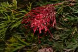 Grevillea banksii. Соцветие. Израиль, Шарон, пос. Кфар Шмариягу, в культуре. 20.10.2013.