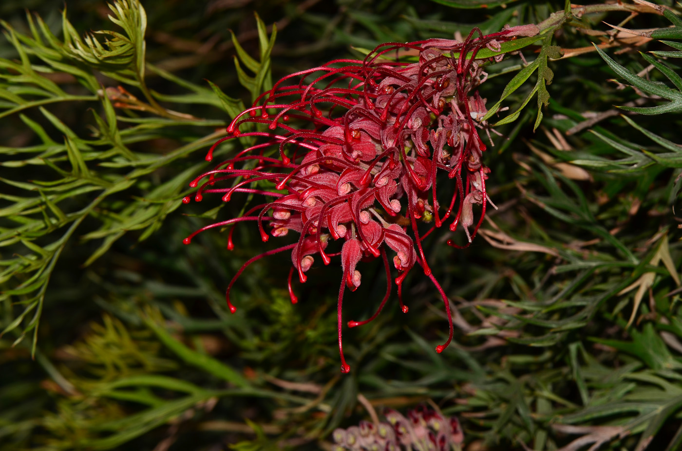 Изображение особи Grevillea banksii.