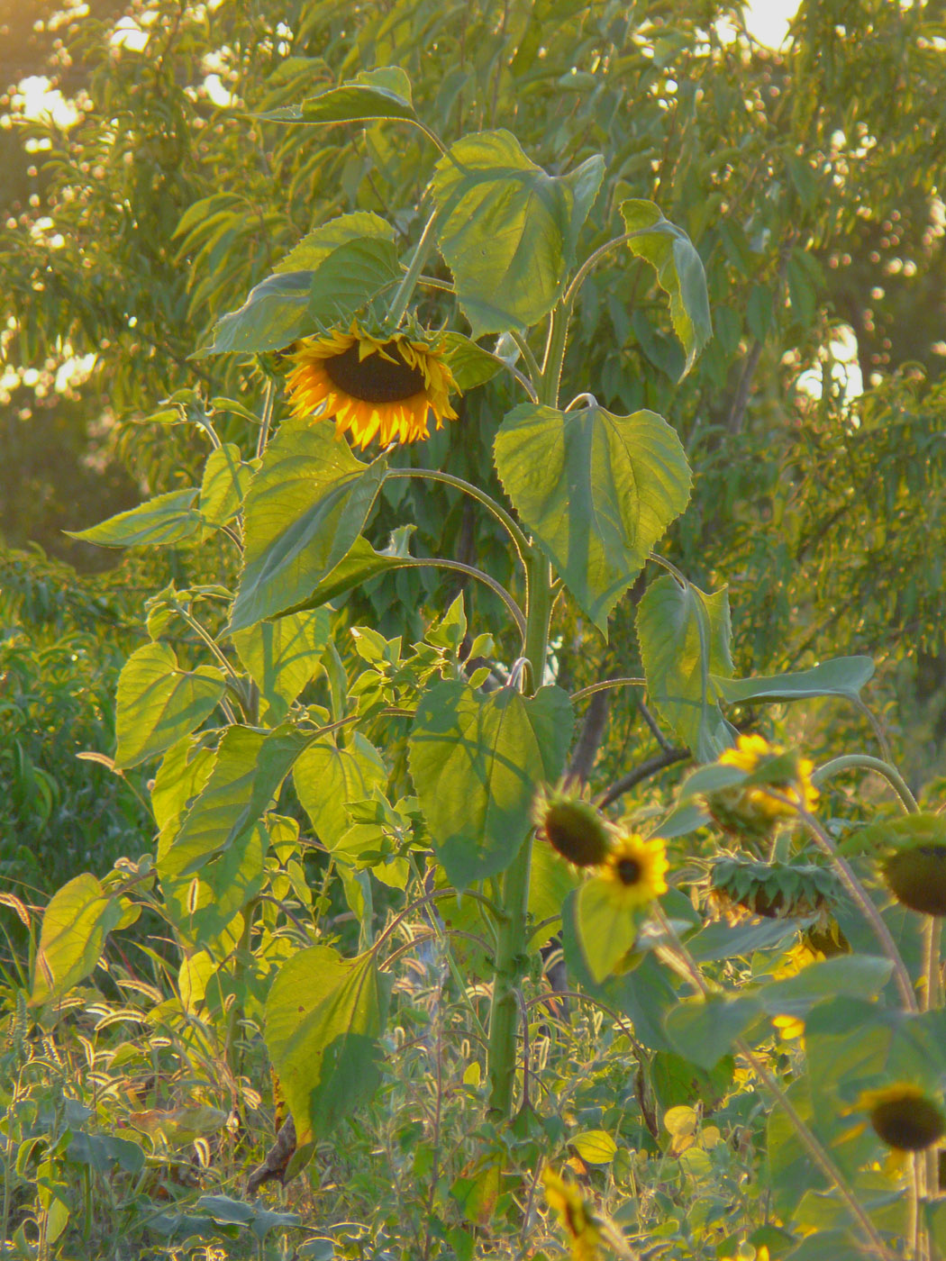 Image of Helianthus annuus specimen.