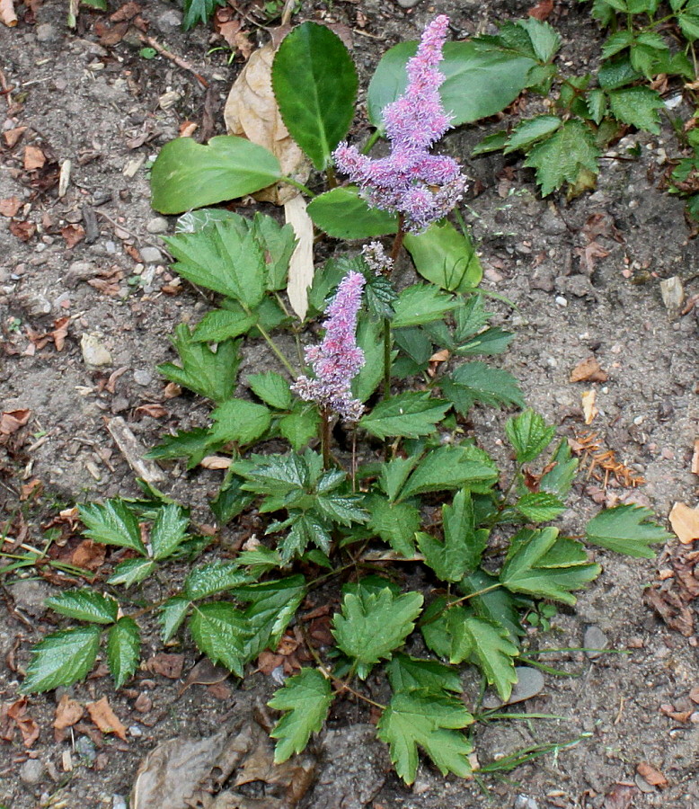 Image of Astilbe chinensis var. davidii specimen.