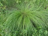 Carex juncella. Плодоносящее растение. Ленинградская обл., Тосненский р-н, Рябово, в канаве на опушке леса. 30.06.2009.