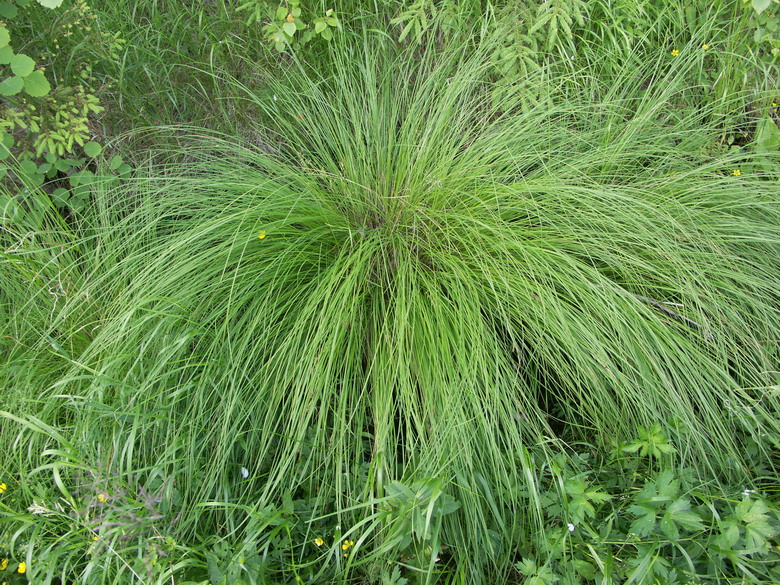 Image of Carex juncella specimen.