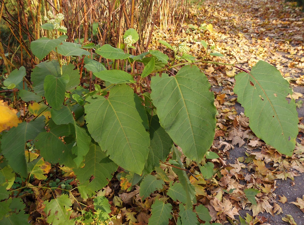 Изображение особи Reynoutria sachalinensis.