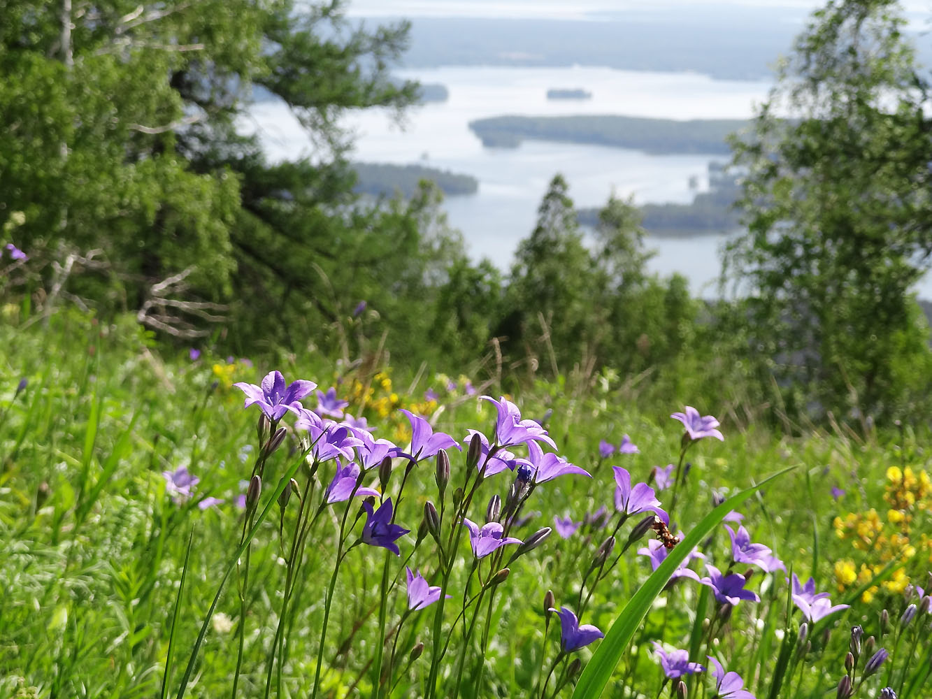 Изображение особи Campanula wolgensis.