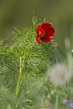 Paeonia tenuifolia