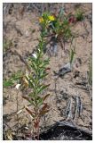 Oenothera biennis