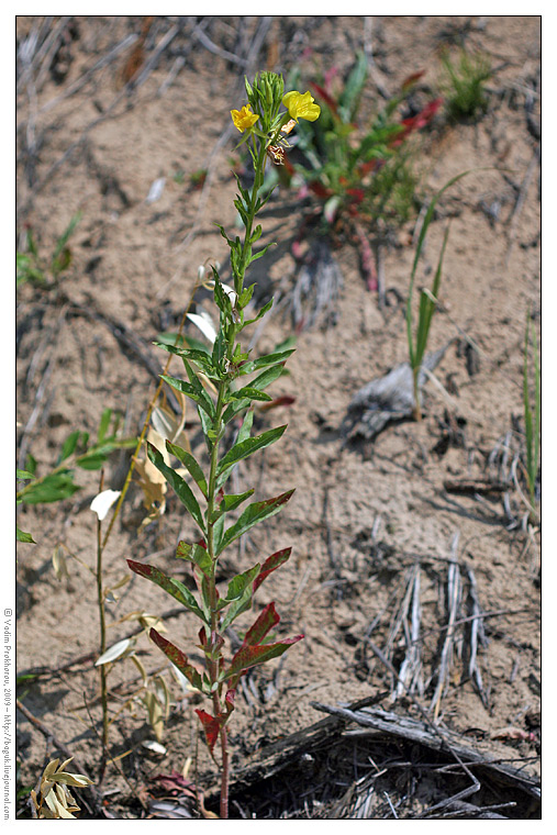 Image of Oenothera biennis specimen.