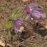 Pulsatilla grandis. Цветущее растение. Киев, ботанический сад им. акад. Фомина (Киевского университета). 28 марта 2014 г.