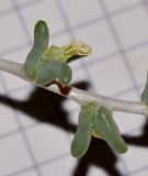 Traganum nudatum