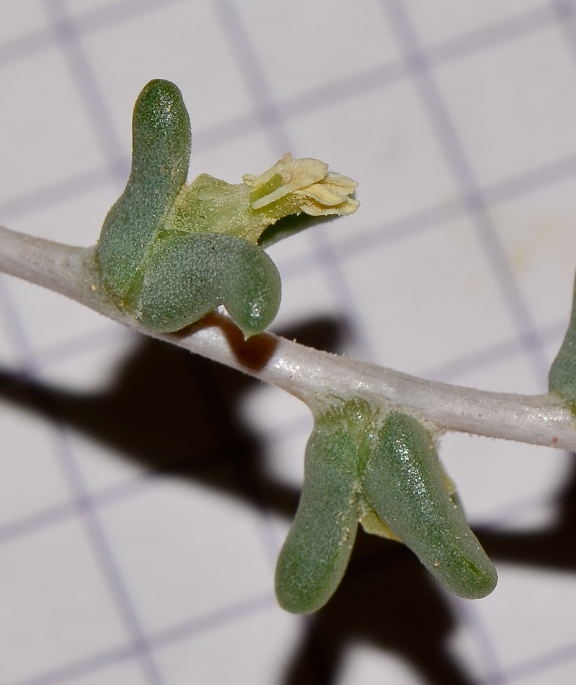 Image of Traganum nudatum specimen.